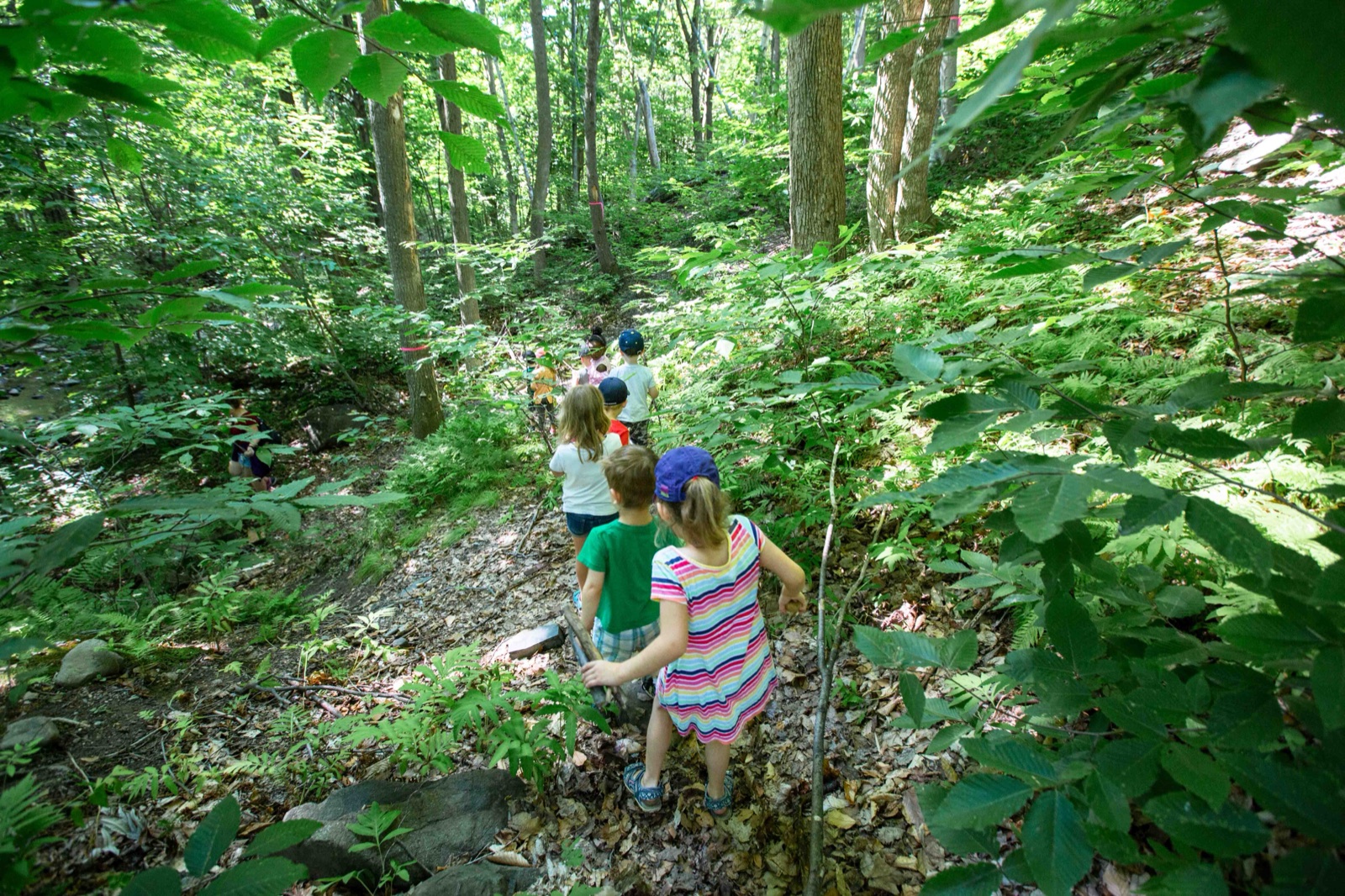 Un groupe d'enfants marche à la file, de dos, sur un sentier en pleine forêt